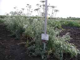 PI_509433_97ncei01_SD_PL_XX_2009-08-05_01.jpg