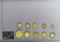 PI_509433_97ncei01_SD_RT_TS_2009-07-29_01.jpg