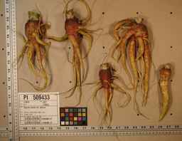 PI_509433_97ncei01_SD_RT_XX_2009-07-29_01.jpg