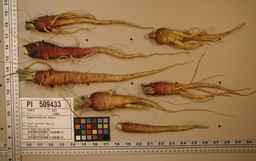 PI_509433_97ncei01_SD_RT_XX_2009-07-29_02.jpg