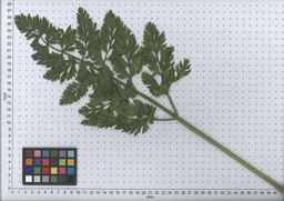 PI_509434_97ncei01_SD_PL_LV_2007-07-03_04.jpg