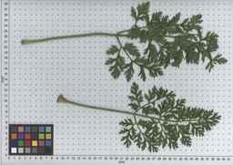 PI_509434_97ncei01_SD_PL_LV_2009-07-16_02.jpg