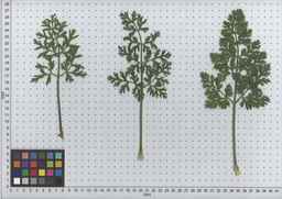 PI_509434_97ncei01_SD_PL_LV_2009-07-16_04.jpg