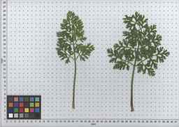 PI_509434_97ncei01_SD_PL_LV_2009-07-16_05.jpg