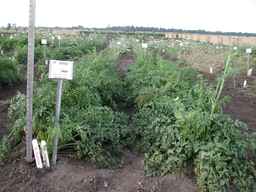 PI_509434_97ncei01_SD_PL_XX_2007-07-17_01.jpg