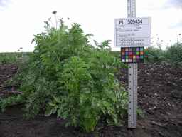 PI_509434_97ncei01_SD_PL_XX_2009-07-27_01.jpg