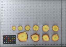 PI_509434_97ncei01_SD_RT_TS_2009-08-05_01.jpg