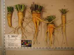 PI_509434_97ncei01_SD_RT_XX_2009-08-04_01.jpg