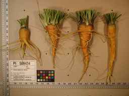 PI_509434_97ncei01_SD_RT_XX_2009-08-04_03.jpg