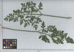 PI_509435_08ncei01_SD_PL_LV_2009-07-15_02.jpg