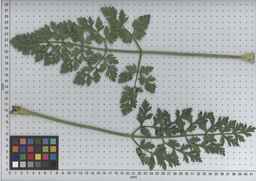 PI_509435_08ncei01_SD_PL_LV_2009-07-15_04.jpg