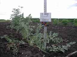PI_509435_08ncei01_SD_PL_XX_2009-07-27_01.jpg