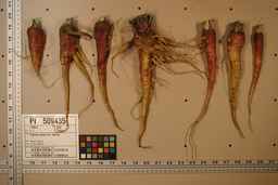 PI_509435_08ncei01_SD_RT_XX_2009-07-29_02.jpg