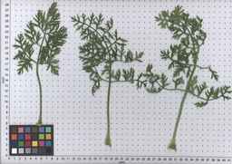 PI_515990_97ncei01_SD_PL_LV_2009-07-15_02.jpg