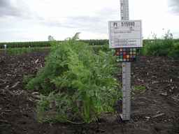 PI_515990_97ncei01_SD_PL_XX_2009-07-27_01.jpg