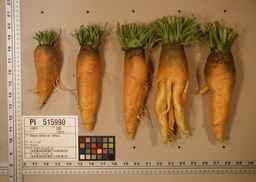 PI_515990_97ncei01_SD_RT_XX_2009-08-12_01.jpg