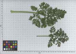 PI_515991_97ncei01_SD_PL_LV_2009-07-16_02.jpg
