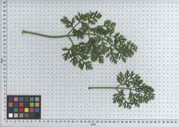 PI_515991_97ncei01_SD_PL_LV_2009-07-16_05.jpg