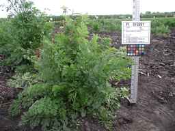 PI_515991_97ncei01_SD_PL_XX_2009-07-27_01.jpg