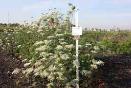 PI_515991_97ncei01_SD_PL_XX_2009-09-03_01.jpg