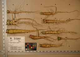PI_515991_97ncei01_SD_RT_XX_2009-07-29_02.jpg