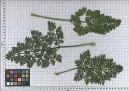 PI_515992_08ncei01_SD_PL_LV_2009-07-15_02.jpg