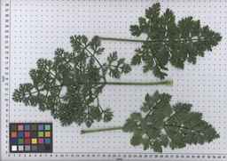 PI_515992_08ncei01_SD_PL_LV_2009-07-15_04.jpg