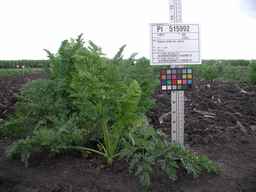 PI_515992_08ncei01_SD_PL_XX_2009-07-27_01.jpg
