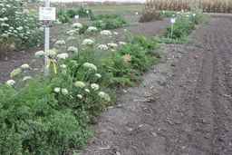 PI_515992_08ncei01_SD_PL_XX_2009-09-11_01.jpg