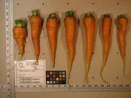 PI_515992_08ncei01_SD_RT_XX_2009-08-06_02.jpg