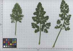 PI_515993_89ncai01_SD_PL_LV_2009-07-16_01.jpg
