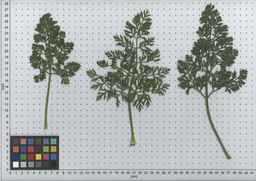 PI_515993_89ncai01_SD_PL_LV_2009-07-16_04.jpg