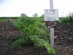 PI_515993_89ncai01_SD_PL_XX_2009-07-27_01.jpg
