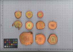 PI_515993_89ncai01_SD_RT_TS_2009-08-12_01.jpg