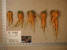 PI_515993_89ncai01_SD_RT_XX_2009-08-11_01.jpg