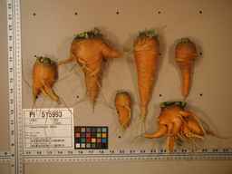 PI_515993_89ncai01_SD_RT_XX_2009-08-11_02.jpg