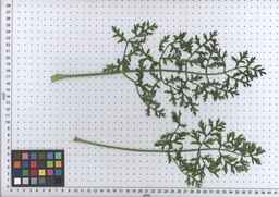 PI_515994_89ncai01_SD_PL_LV_2009-07-15_02.jpg