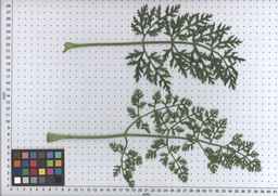 PI_515994_89ncai01_SD_PL_LV_2009-07-15_05.jpg