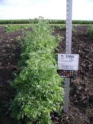 PI_515994_89ncai01_SD_PL_XX_2009-07-27_01.jpg