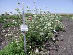 PI_515994_89ncai01_SD_PL_XX_2009-09-02_01.jpg