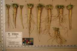 PI_515994_89ncai01_SD_RT_XX_2009-07-29_02.jpg
