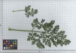 PI_515995_94ncai01_SD_PL_LV_2009-07-15_01.jpg
