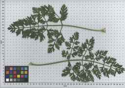 PI_515995_94ncai01_SD_PL_LV_2009-07-15_03.jpg