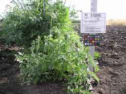 PI_515995_94ncai01_SD_PL_XX_2009-07-27_01.jpg