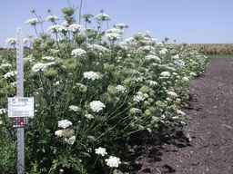 PI_515995_94ncai01_SD_PL_XX_2009-09-02_03.jpg