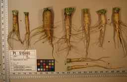 PI_515995_94ncai01_SD_RT_XX_2009-07-29_01.jpg