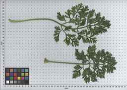 PI_515996_94ncai01_SD_PL_LV_2009-07-15_04.jpg