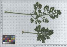 PI_515996_94ncai01_SD_PL_LV_2009-07-15_05.jpg