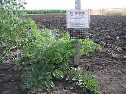 PI_515996_94ncai01_SD_PL_XX_2009-07-27_01.jpg
