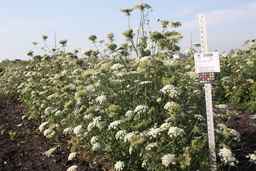 PI_515996_94ncai01_SD_PL_XX_2009-09-03_02.jpg